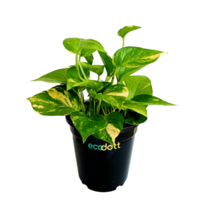 Live Money Plant With Pot